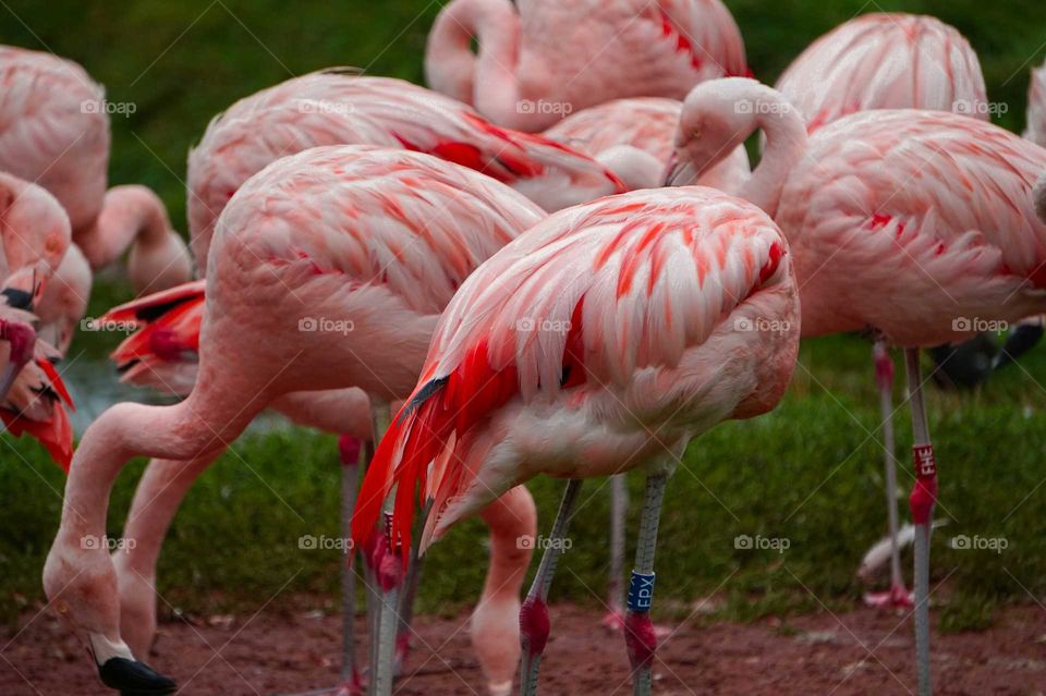 pink flamingo birds