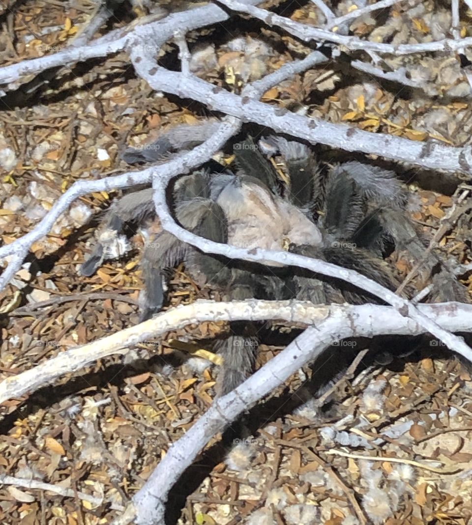 California Ebony Tarantula hiding 