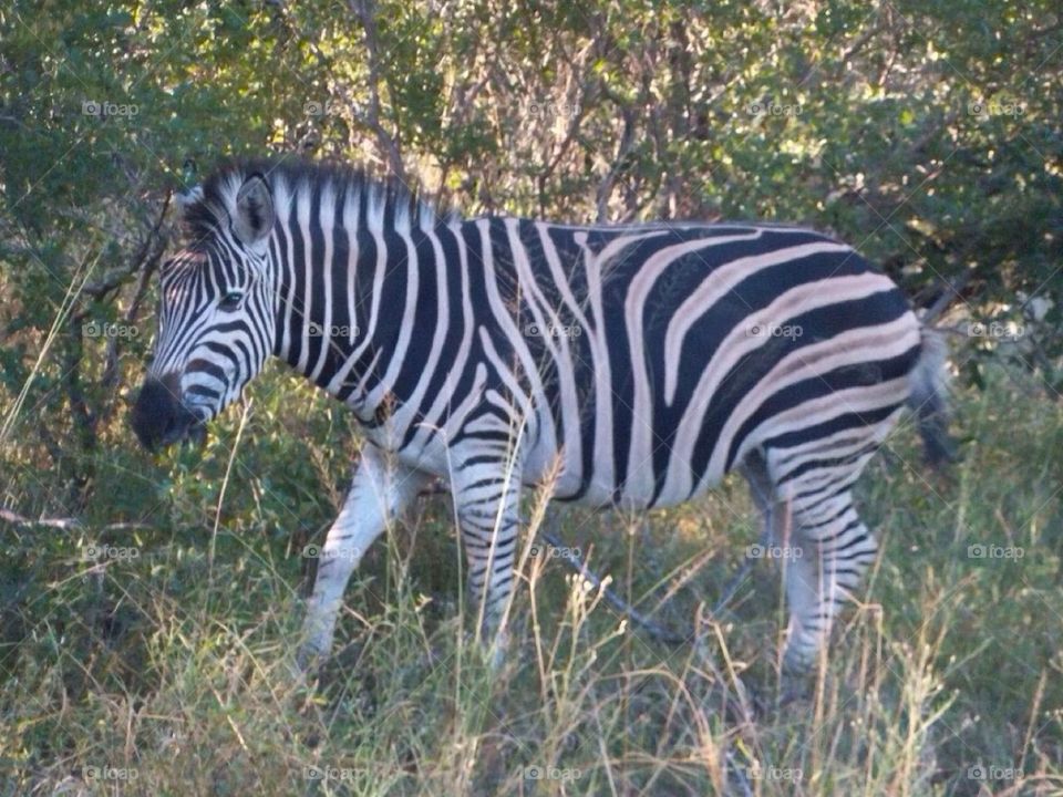 Zebra stripes . Safari in Zimbabwe 