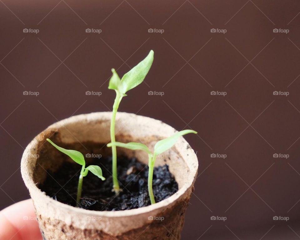 Paprika seedlings