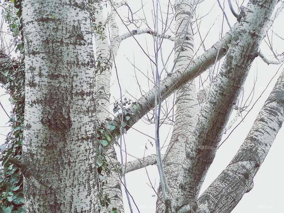 Branched canopy texture