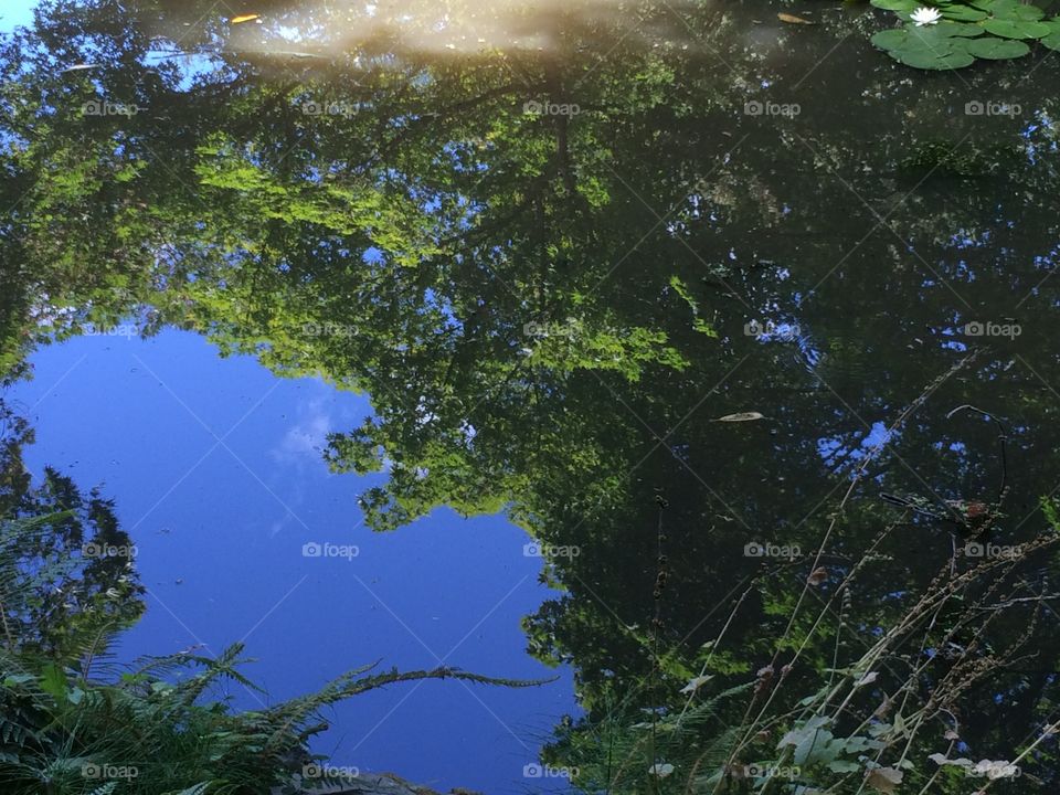 Reflection in a pond 