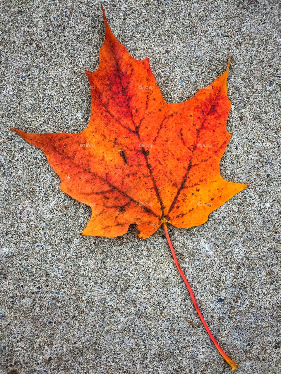 Autumn leaf