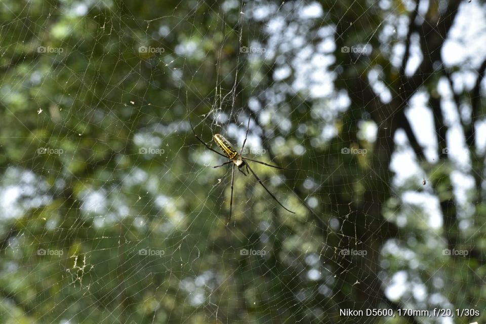 it is an big spider at jungle I can't get closer to it because of fear
