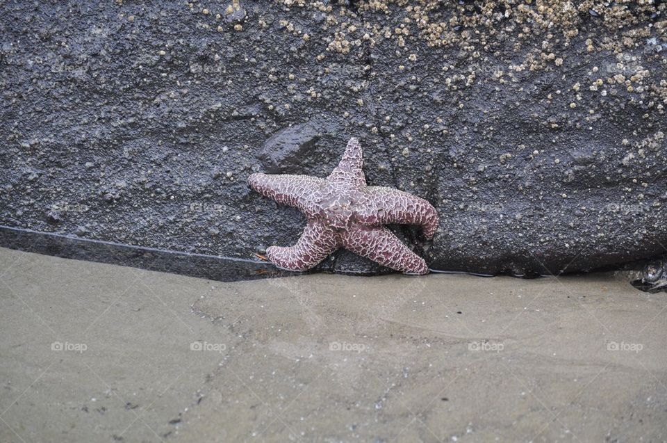 Star fish