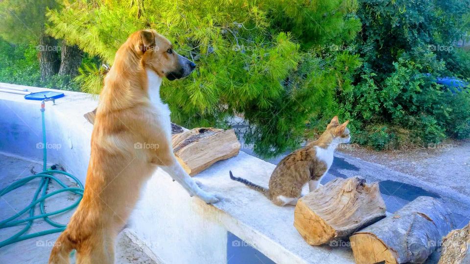 dog &cat..protecting their home..