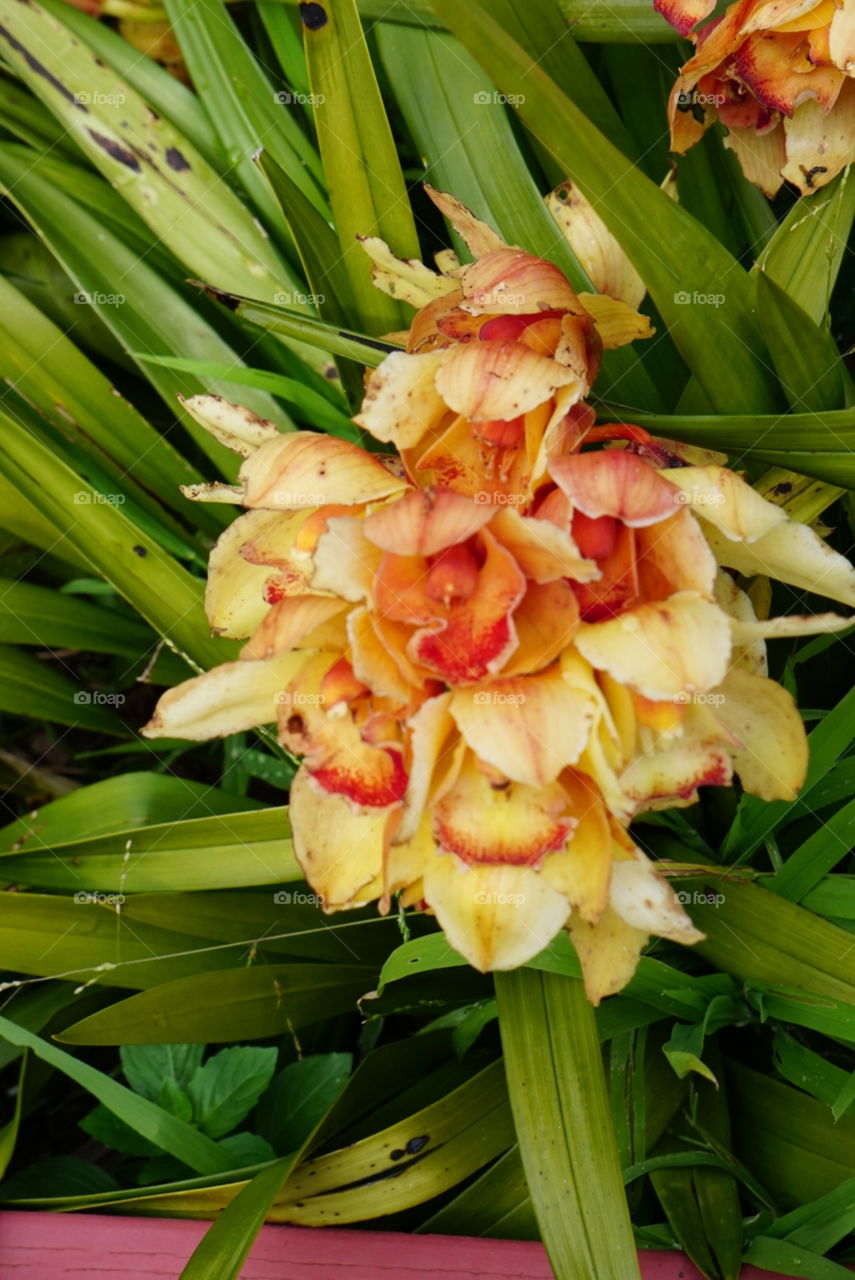 Beautiful Orchids
Spring California