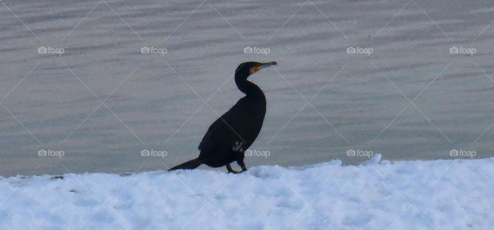 Grebe standing on the lake coast covered in snow