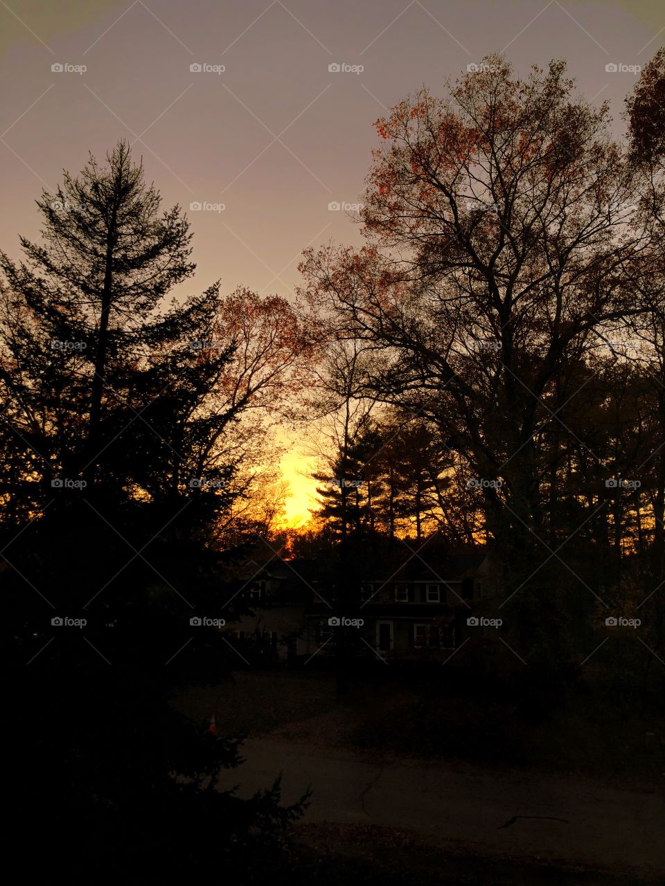 Light Between the Trees