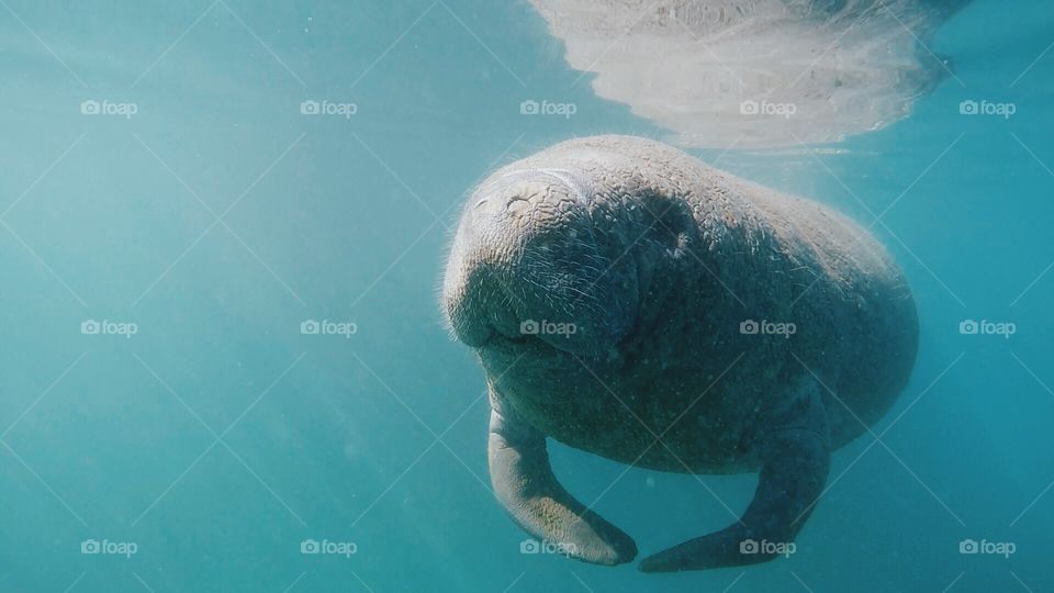 Manatee