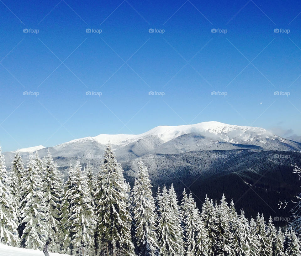 snow covered trees in the mountains