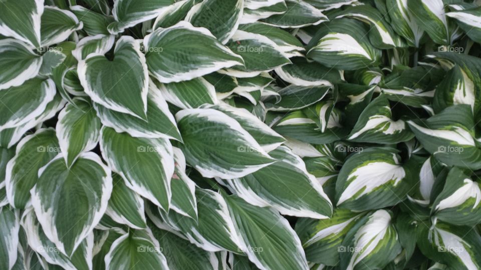 Hosta