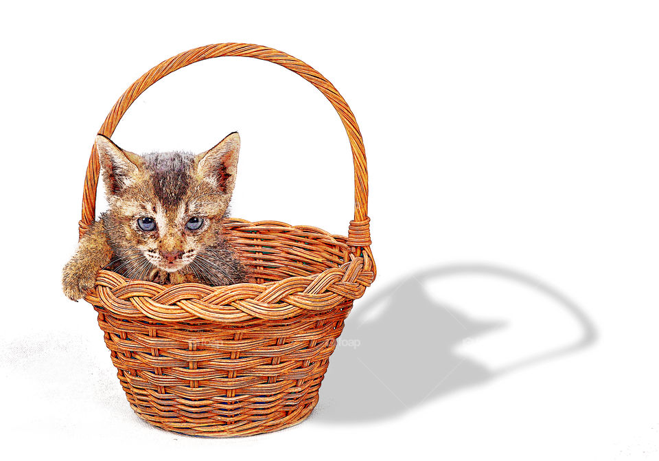 kitten in the basket