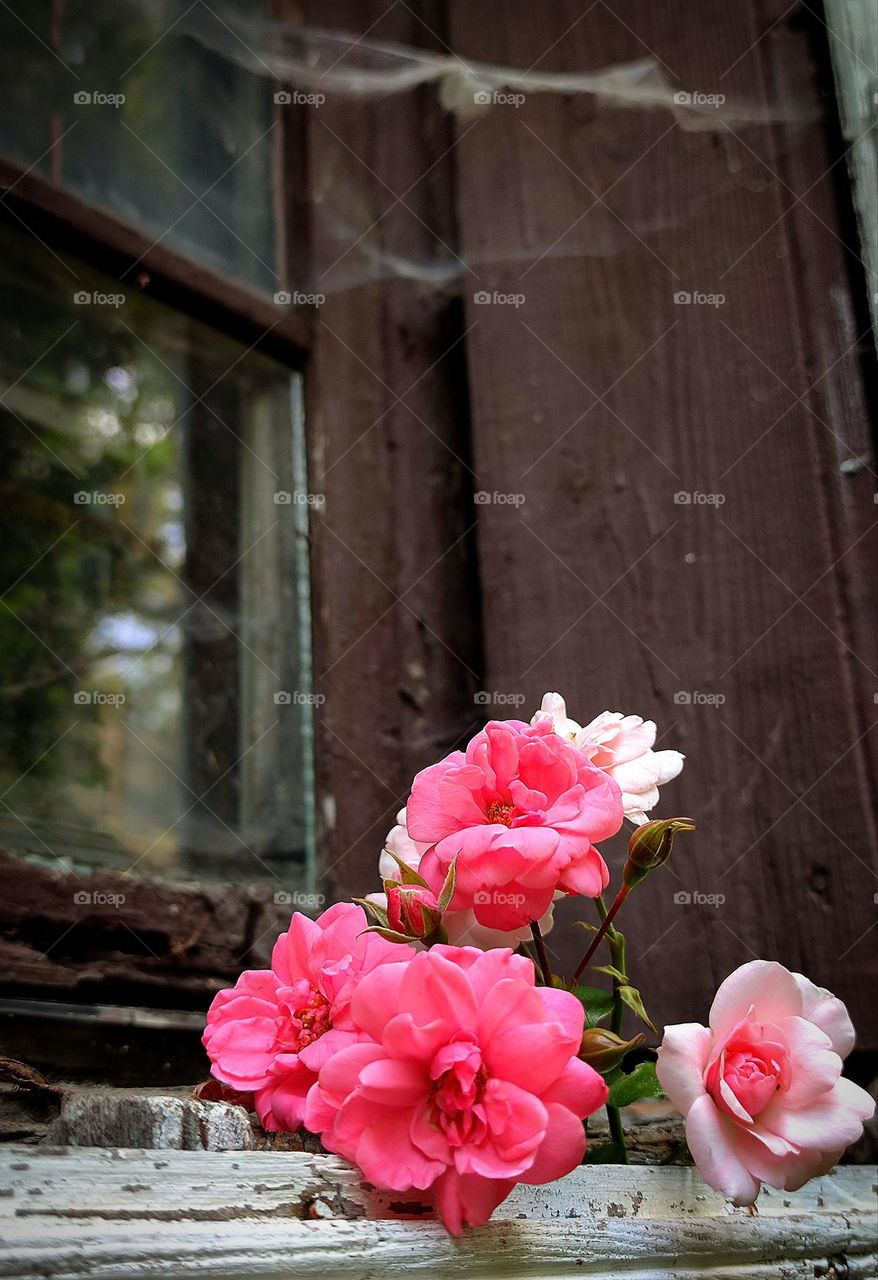 On the old window are roses of different shades of pink.  A spider web hangs on a dirty old window, which increases the contrast of the old window and fresh roses.