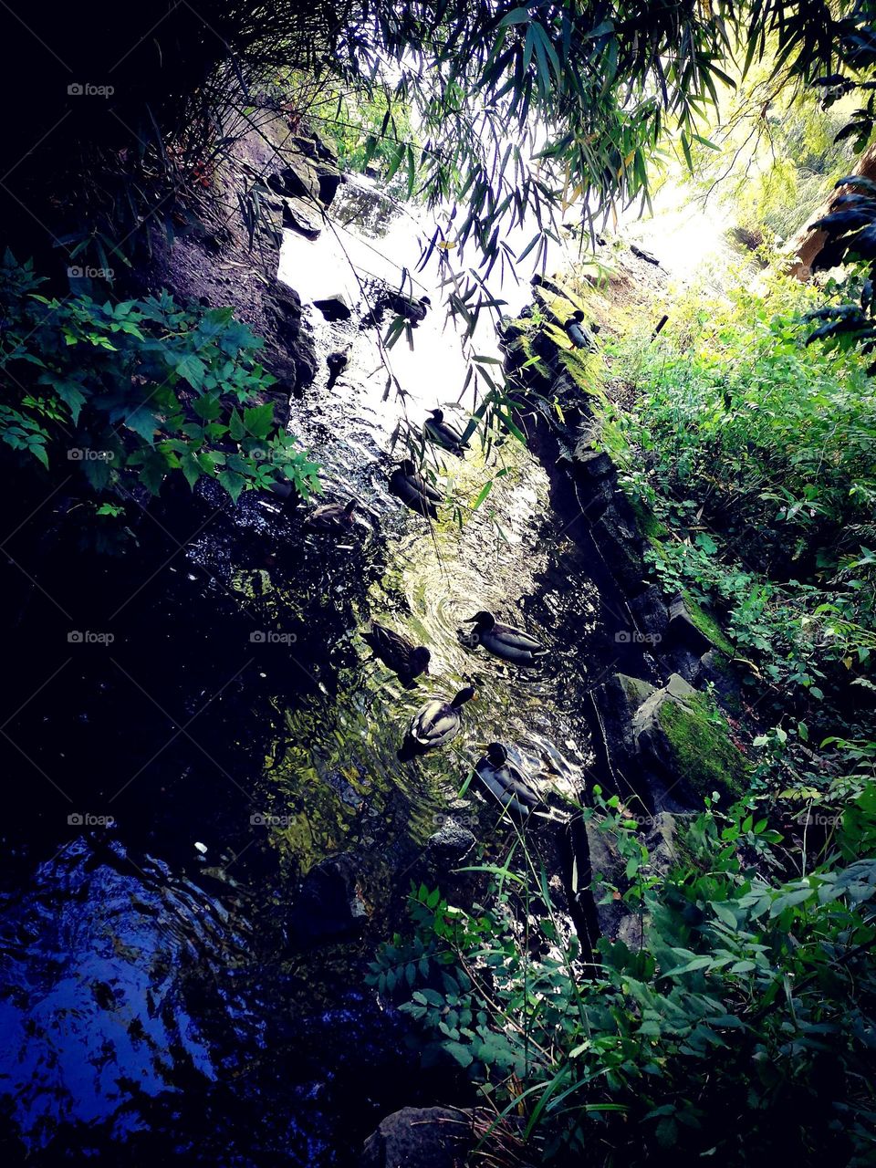 Ducks in the shade over summer