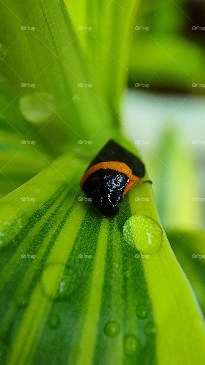 Cercopid,Phymatostetha deschampsi insects, insects on banana plants