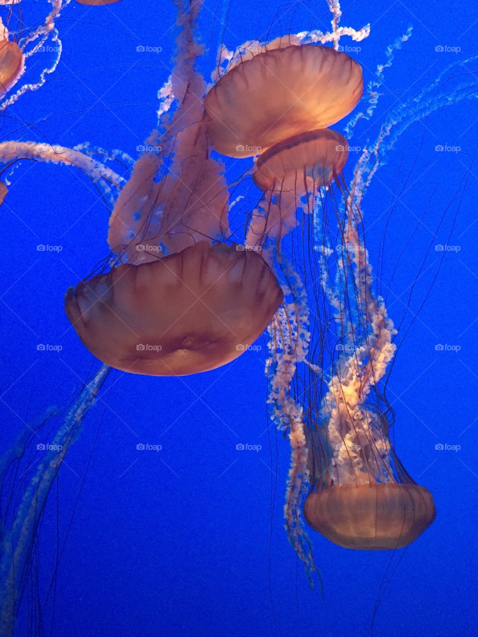Jellyfish of Monterrey 