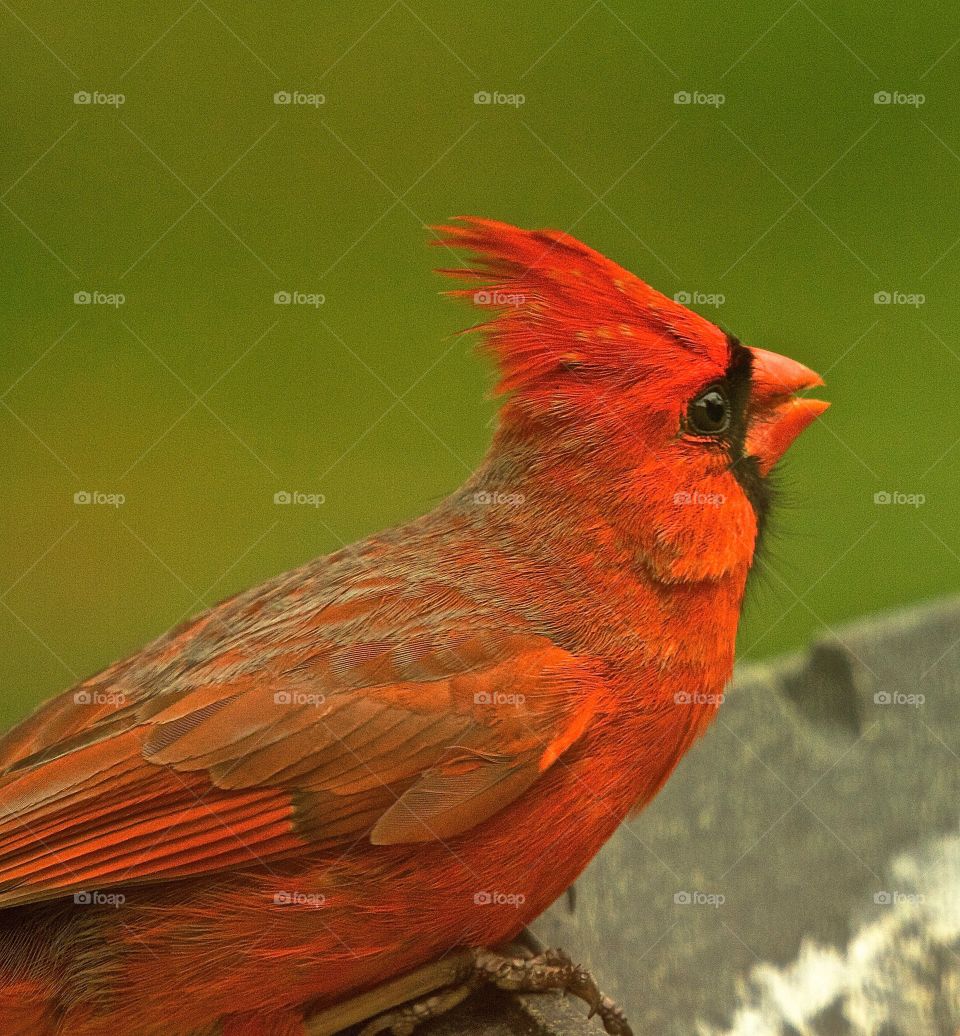 Male Cardinal . Wildlife, male Cardinal, beautiful, sweet, birds, wild birds, nature, outdoors, red bird, 