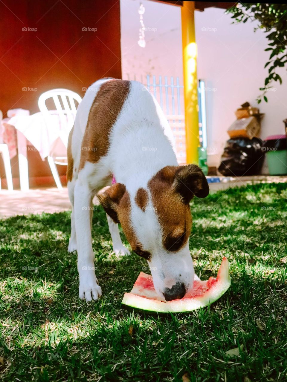 Dog eating a waternelon on a grassy backyard.