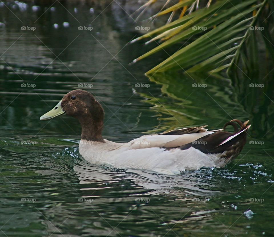 Beautiful Duck in the Water