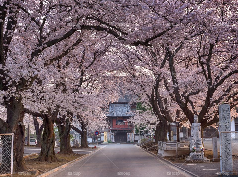 Cherry Blossom to Temple