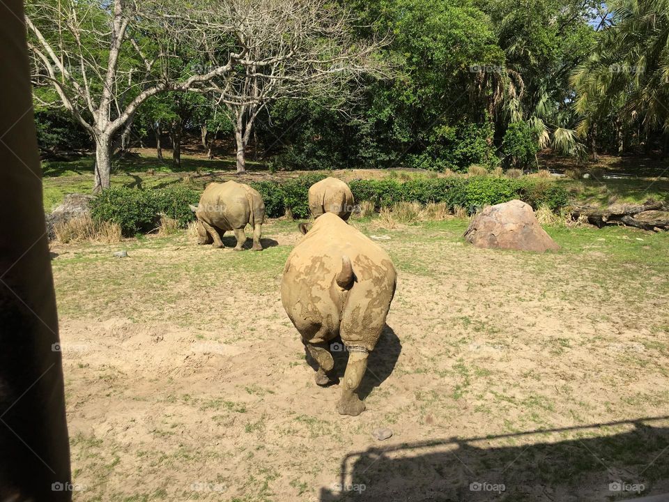 Hipopótamos no Zafari