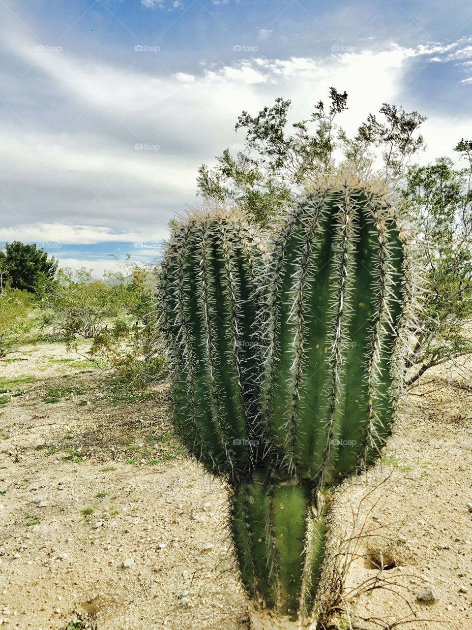 Double Cactus