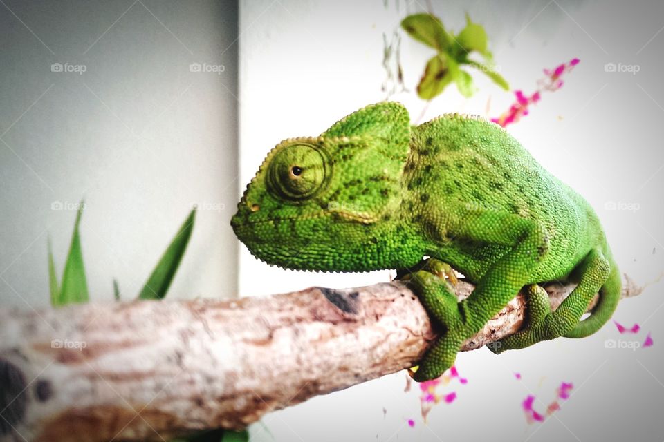 Green chameleon 