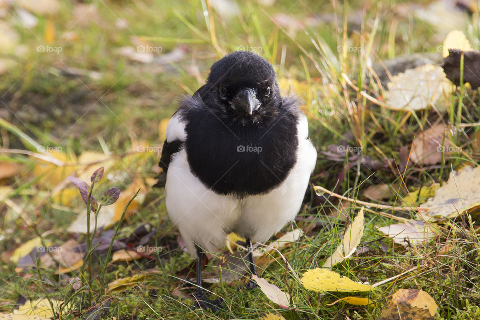Black and white bird - young Magpie