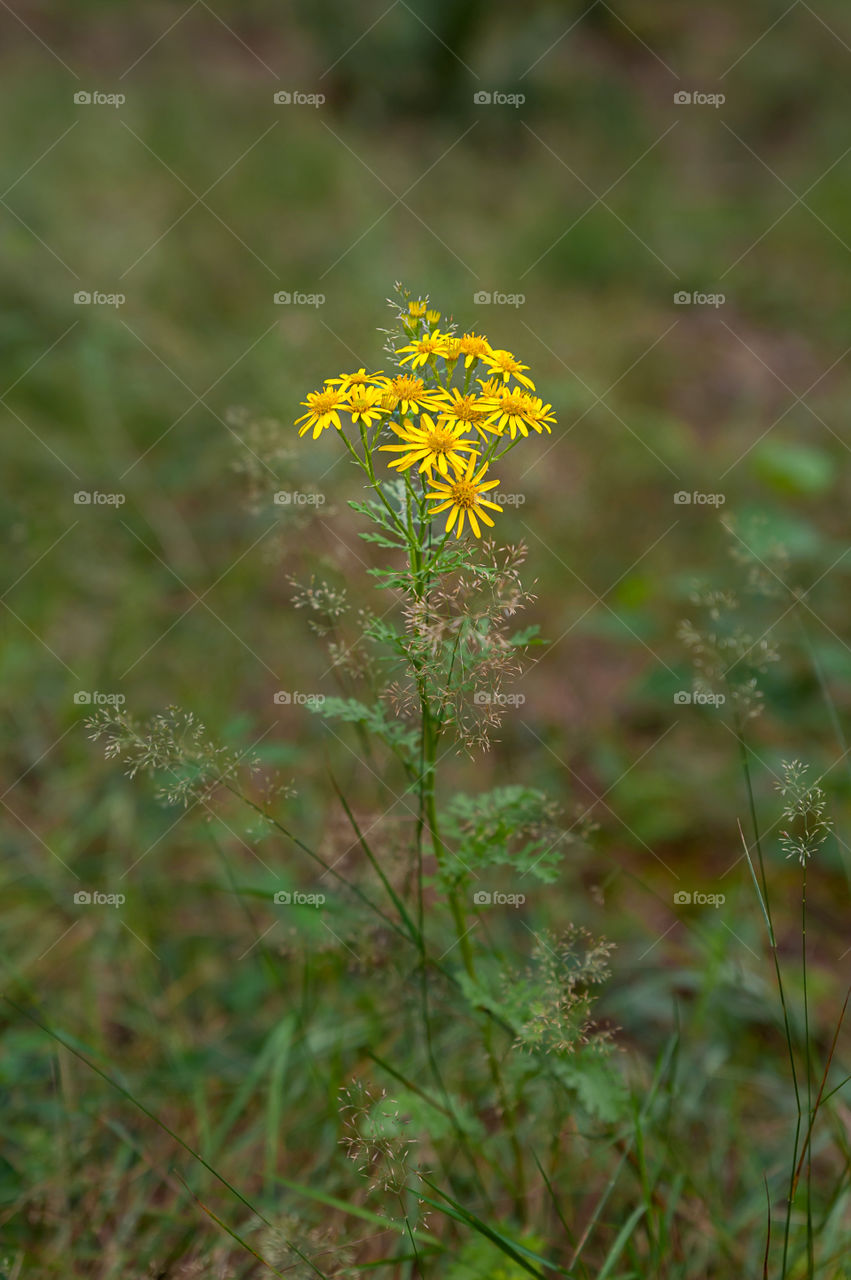 Yellow Stinking Willie flower commonly known as Ragwort or Tansy Ragwort. Senecio Jacobaea.