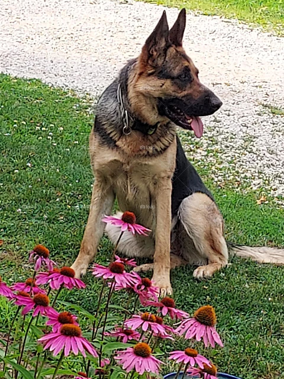 German Shepherd dog and echinacea