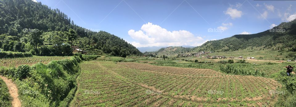 Panorama view of cultivation.