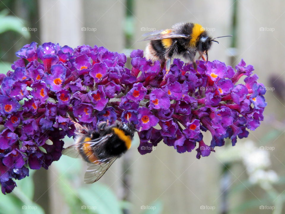Bees on a purple buddleia