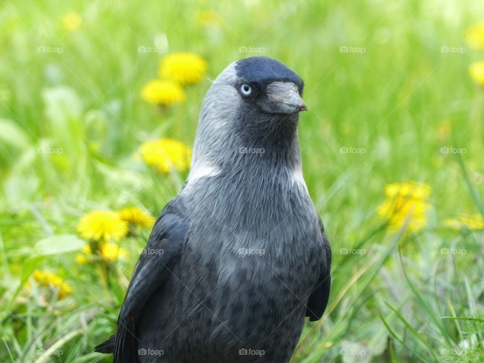 Little crow in thw grass