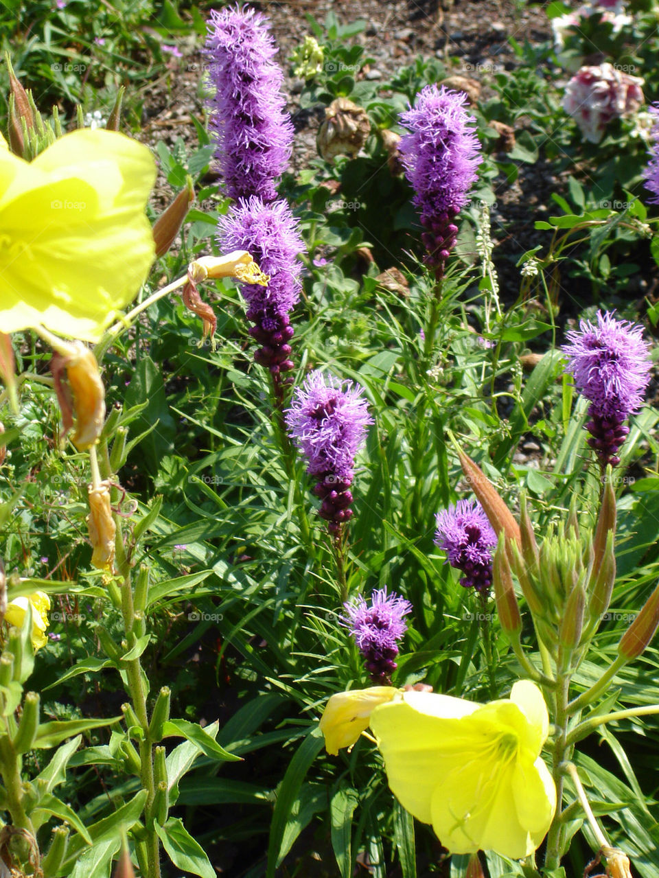 green flowers yellow flora by refocusphoto