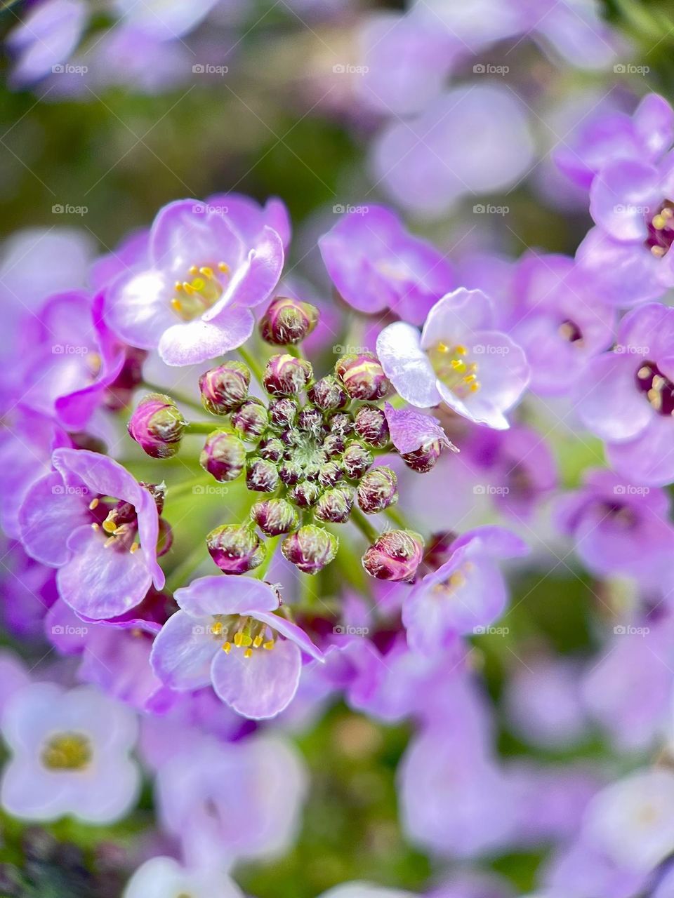 Close up shot of Lobularia  flowers in spring season 