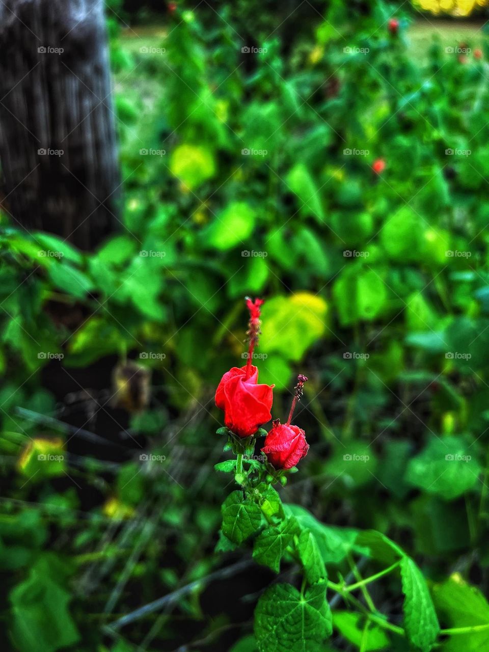 Wax Mallows are an indication that Fall has arrived for the year.