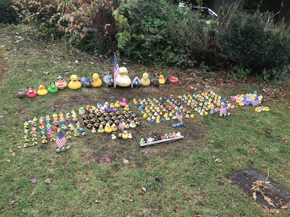 Rubber duck lawn display 