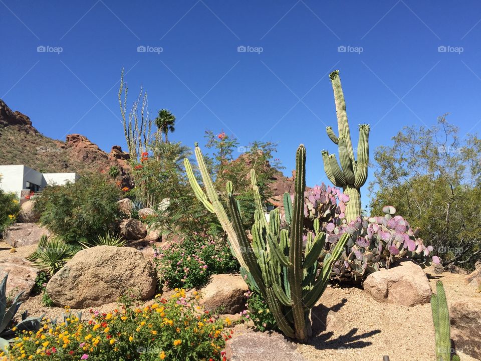 Arizona Cacti