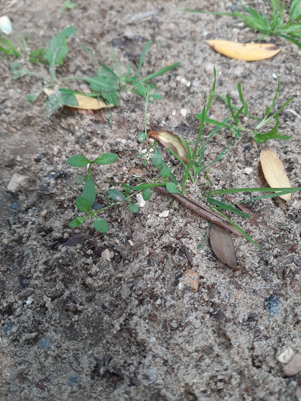 Земля  возле   речки.