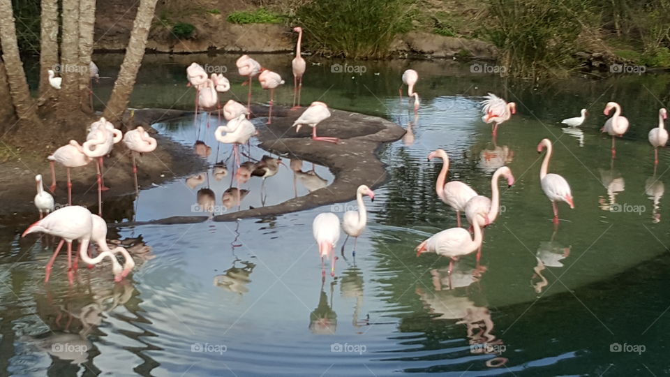 A flamboyance of flamingos search for food in and around the water at Animal Kingdom at the Walt Disney World Resort in Orlando, Florida.
