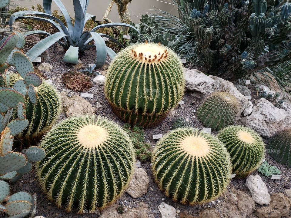 cactus plant.