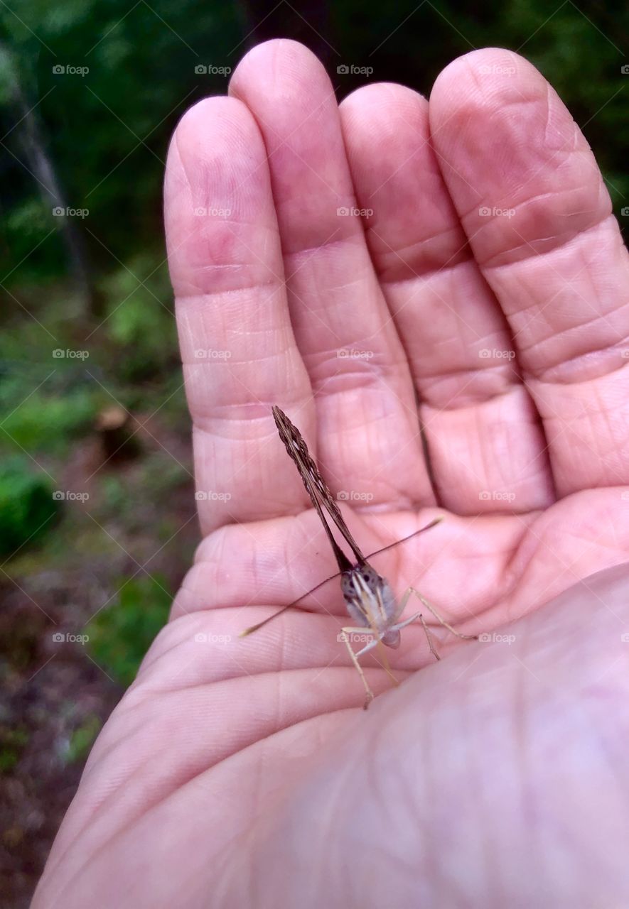Butterfly with wings upright looking at camera from my hand