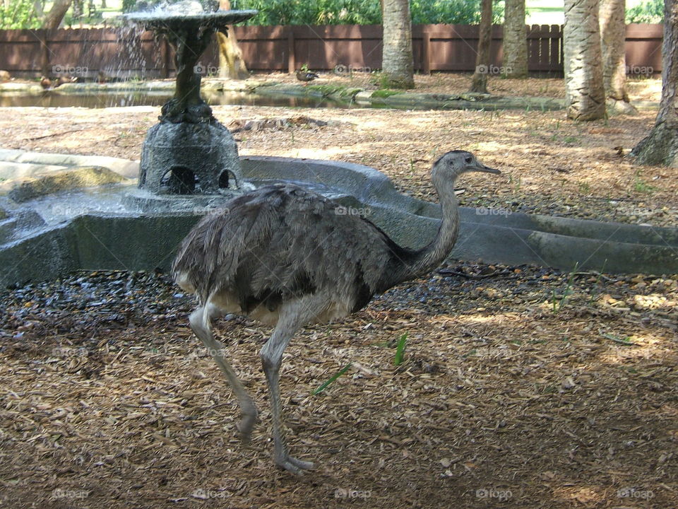 Ostrich