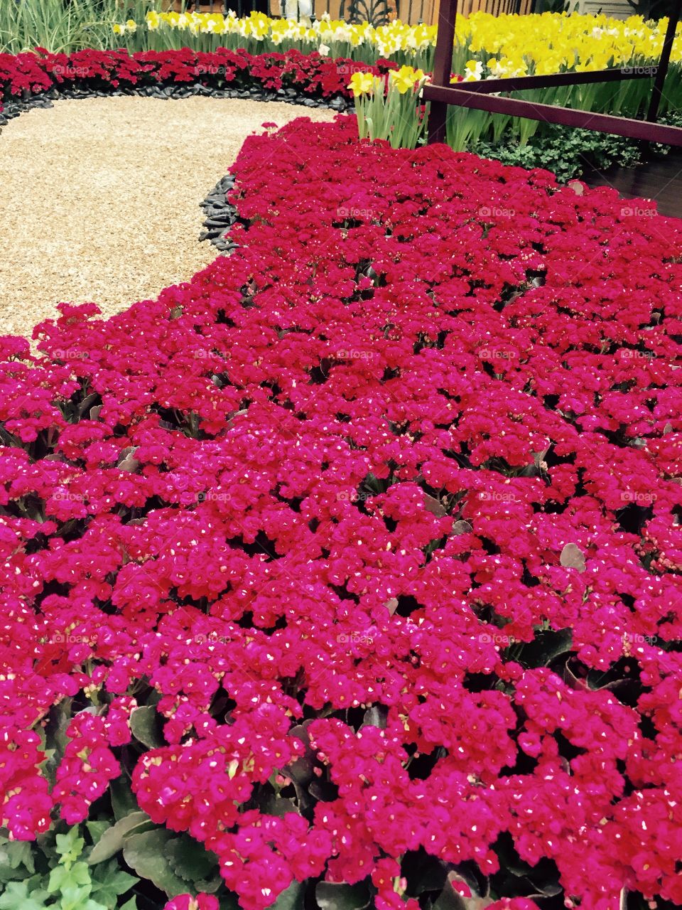 Flowers in the garden