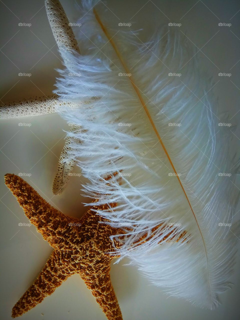 feather with star fish