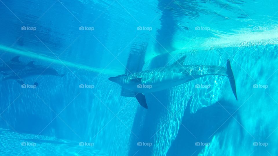 Dolphins underwater