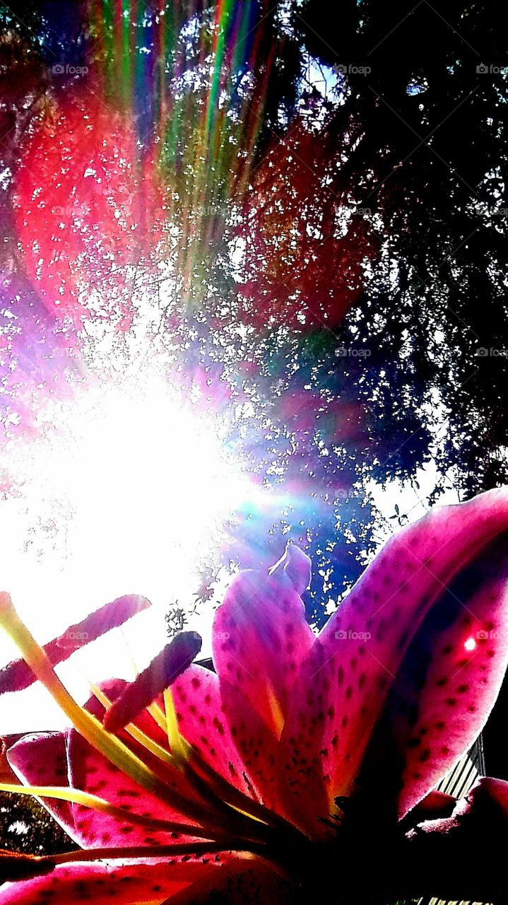 lily reaching towards the sunset