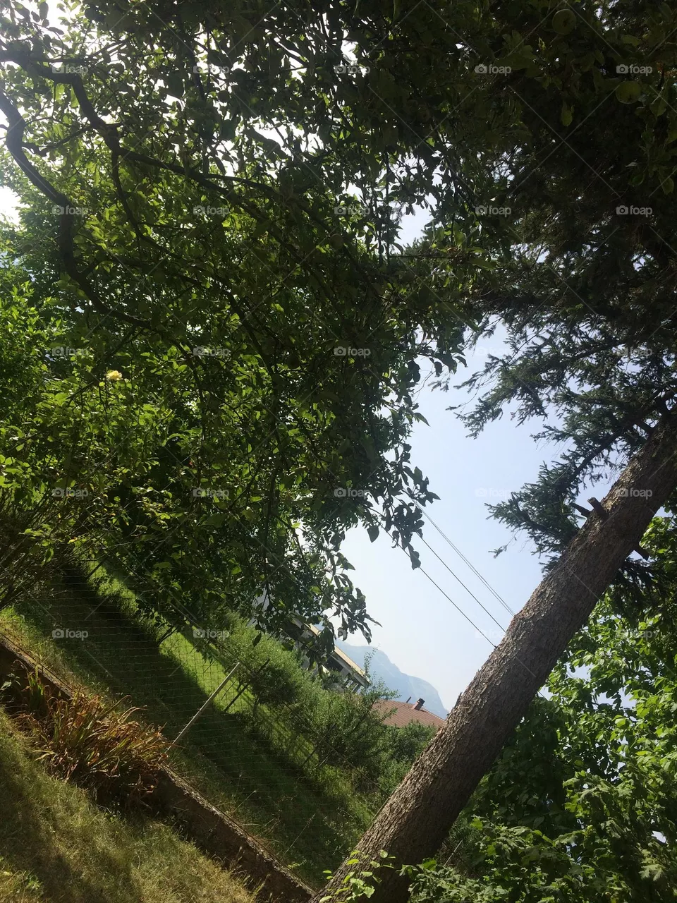 Nature 🌳🌲