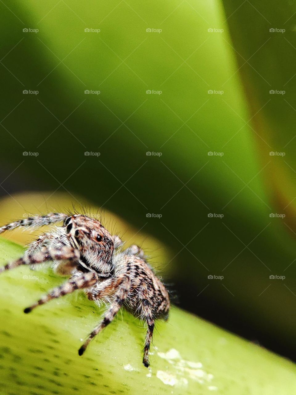 Jumping Spider